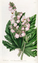 Bégonia à feuilles de panais - Sydenham Edwards — visning af kunstværket