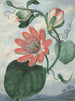 Fleur de la passion - Sydenham Edwards — visning af kunstværket
