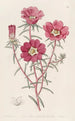 Portulaca splendide - Sydenham Edwards — visning af kunstværket