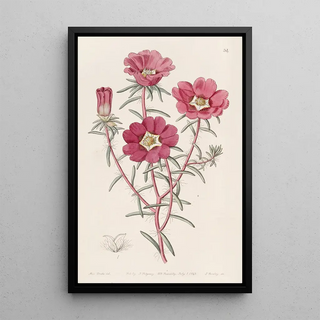 Sydenham Edwards - Portulaca splendens.webp