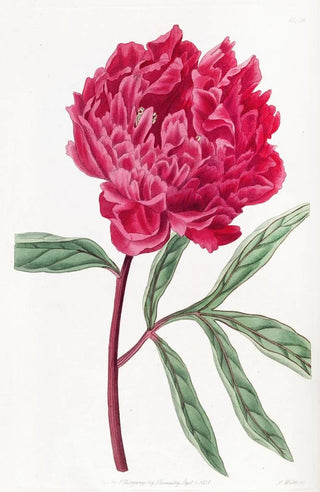 Sydenham Edwards - Pottss Chinese Paeony.webp