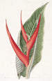 Heliconia poudrée - Sydenham Edwards — visning af kunstværket