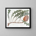 Banksia prostrée - Sydenham Edwards — indrammet kunstværk på væggen