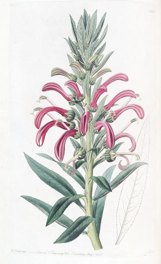 Sydenham Edwards - Purple Lobelia.webp