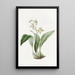Maxillaria à fleurs en grappe - Sydenham Edwards — indrammet kunstværk på væggen