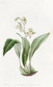 Maxillaria à fleurs en grappe - Sydenham Edwards — visning af kunstværket