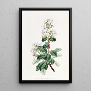 Sydenham Edwards - Red Raphiolepis.webp