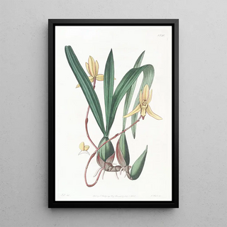 Sydenham Edwards - Rededged Cymbidium.webp