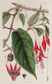 Fuchsia forankret - Sydenham Edwards — visning af kunstværket