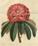 Rhododendron arboricole rose - Sydenham Edwards — visning af kunstværket
