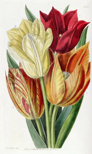 Sydenham Edwards - Roughstemmed Tulip.webp