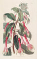 Fuchsia med tandede blade - Sydenham Edwards — visning af kunstværket
