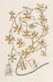 Oncidium brændt - Sydenham Edwards — visning af kunstværket