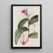 Sobralia med sessile blomster - Sydenham Edwards — indrammet kunstværk på væggen
