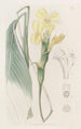 Calathea hirsute - Sydenham Edwards — visning af kunstværket