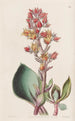 Écheveria à feuilles aiguës - Sydenham Edwards — visning af kunstværket