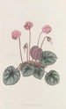 Cyclamen du rivage - Sydenham Edwards — visning af kunstværket