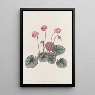 Sydenham Edwards - Shore Cyclamen.webp