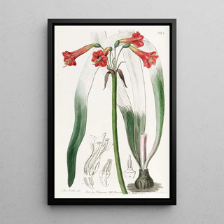 Sydenham Edwards - Shorttubed Phycella.webp