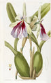 Miltonia éclatante - Sydenham Edwards — visning af kunstværket