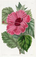 Hibiscus fra Kina med enkeltblomst - Sydenham Edwards — visning af kunstværket