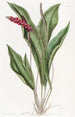 Anthurium élancé - Sydenham Edwards — visning af kunstværket