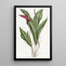 Anthurium élancé - Sydenham Edwards — indrammet kunstværk på væggen