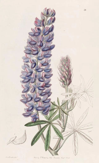 Sydenham Edwards - Slenderfruited Lupine.webp