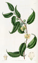 Sphrostema à petites fleurs - Sydenham Edwards — visning af kunstværket