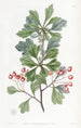 Épine à petits fruits - Sydenham Edwards — visning af kunstværket