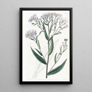 Sydenham Edwards - Smooth Aster.webp