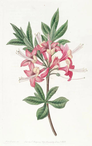 Sydenham Edwards - Sparkling Azalea.webp