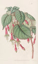Fuchsia splendide - Sydenham Edwards — visning af kunstværket