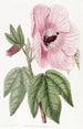 Hibiscus splendide - Sydenham Edwards — visning af kunstværket