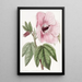Hibiscus splendide - Sydenham Edwards — indrammet kunstværk på væggen