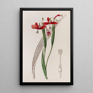 Sydenham Edwards - Spotless Stiffstalk.webp