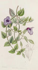 Torenia violette uden plet - Sydenham Edwards — visning af kunstværket