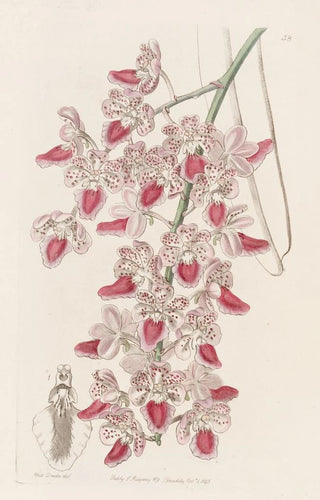 Sydenham Edwards - Spotted Airplant.webp