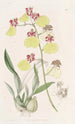 Oncidium med pletterede vinger - Sydenham Edwards — visning af kunstværket