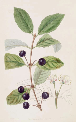 Sydenham Edwards - Stained Fly Honeysuckle.webp