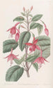 Fuchsia-maleri af Standish - Sydenham Edwards — visning af kunstværket