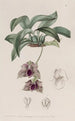 Maxillaria, der ligner Stapelia - Sydenham Edwards — visning af kunstværket