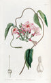 Échites à fleurs étoilées - Sydenham Edwards — visning af kunstværket