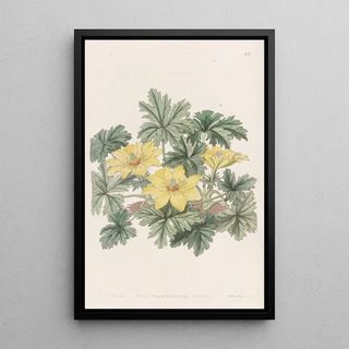 Sydenham Edwards - Stemless Globeflower.webp