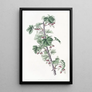 Sydenham Edwards - Straggling Gooseberry.webp