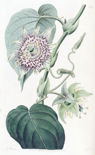 Sydenham Edwards - Strapped Passionflower.webp