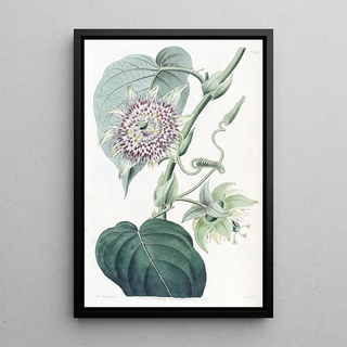 Sydenham Edwards - Strapped Passionflower.webp
