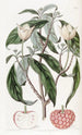 Benthamia à fruits de fraise - Sydenham Edwards — visning af kunstværket