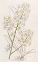 Oncidium farve halm - Sydenham Edwards — visning af kunstværket