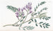 Plante succulente à lait - Sydenham Edwards — visning af kunstværket